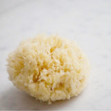 Natural Sea Sponge